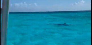 ¡Checa! Turistas captan ataque de tiburón en Cozumel Cozumel tiburón