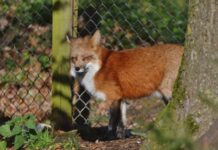 Zorro ingresa a zoológico y mata a 25 flamencos caribeños