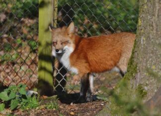 Zorro ingresa a zoológico y mata a 25 flamencos caribeños