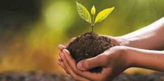 París sembrará 70 mil árboles en zonas periféricas