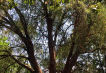 Colocarán ahuehuete en la Glorieta de la Palma en CDMX ahuehuete