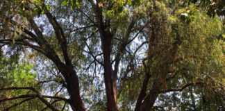 Colocarán ahuehuete en la Glorieta de la Palma en CDMX ahuehuete