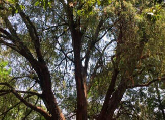 Colocarán ahuehuete en la Glorieta de la Palma en CDMX ahuehuete