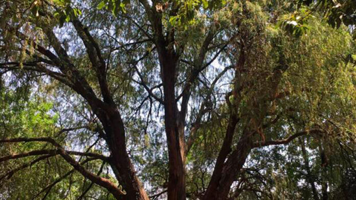 Ahuehuete_Tree ahuehuete