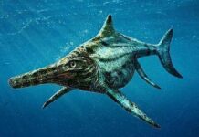 Hallan en los Alpes el diente de dinosaurio más grande del mundo Dinosaurio