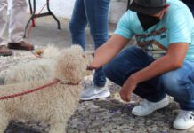 Jornadas de Adopción suman 150 perritos con nuevo hogar Jornadas