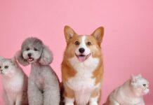 Registro Civil de Xalapa expide “actas de nacimiento” para mascotas Mascotas