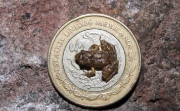 Descubren ranas más pequeñas del mundo en México rana miniatura