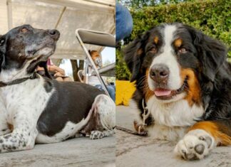 Suma SMDIF a 2 perritos a programas de asistencia social SMDIF