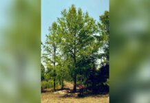 Este es el ejemplar de Ahuehuete que sustituirá la histórica palma de la CDMX