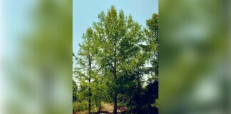 Este es el ejemplar de Ahuehuete que sustituirá la histórica palma de la CDMX