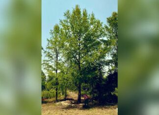 Este es el ejemplar de Ahuehuete que sustituirá la histórica palma de la CDMX