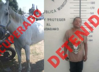 Arrestan a René “N” por robar caballo en San Pedro Cholula Caballo