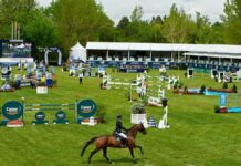 Sedena solicita 8 mdp para compra de caballos olímpicos