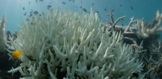 coral