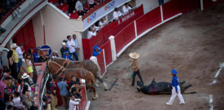 Suspenden corridas de toros en la Plaza México Distintas organizaciones civiles han promovido a lo largo de los años acciones legales para que se prohíban las corridas.