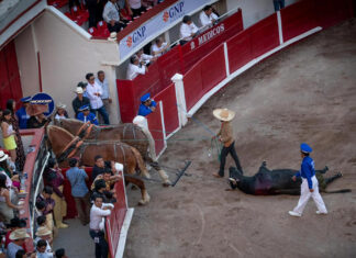 Suspenden corridas de toros en la Plaza México Distintas organizaciones civiles han promovido a lo largo de los años acciones legales para que se prohíban las corridas.
