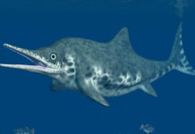 “Fiona”, el primer fósil completo de una hembra de ictiosaurio "Fiona" se convirtió en el primer reptil marino extinto de este tipo desenterrado de manera completa