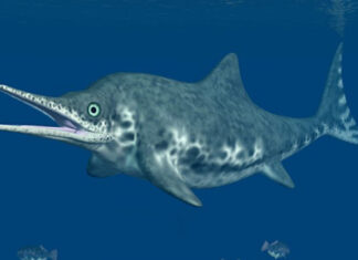 “Fiona”, el primer fósil completo de una hembra de ictiosaurio "Fiona" se convirtió en el primer reptil marino extinto de este tipo desenterrado de manera completa