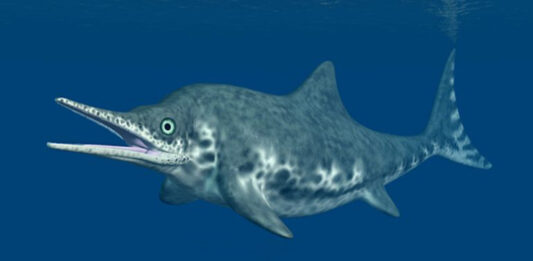 "Fiona" se convirtió en el primer reptil marino extinto de este tipo desenterrado de manera completa