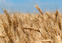 Ucrania acusa a Rusia de “terrorismo alimentario” granos