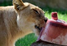 Refrescan a animales en zoológicos de Mérida con paletas de hielo