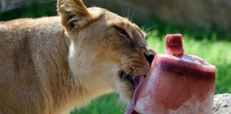 Refrescan a animales en zoológicos de Mérida con paletas de hielo