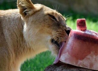 Refrescan a animales en zoológicos de Mérida con paletas de hielo