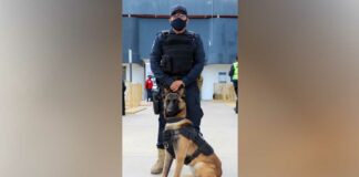 Lomito policía ubica marihuana en paquetería de Caleras Marihuana