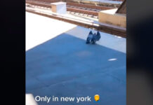 Palomas arrojan a su compañera al metro de Nueva York metro nueva York palomas