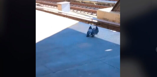 metro nueva York palomas