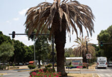 Retirarán 14 palmeras enfermas de avenida Juárez y bulevar 5 de Mayo Las 14 palmeras que serán retiradas por personal del Ayuntamiento de Puebla presentan amarillentamiento letal.