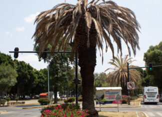 Retirarán 14 palmeras enfermas de avenida Juárez y bulevar 5 de Mayo Las 14 palmeras que serán retiradas por personal del Ayuntamiento de Puebla presentan amarillentamiento letal.