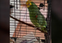 Testigos de Jehová son engañados ¡Por un perico! periquito