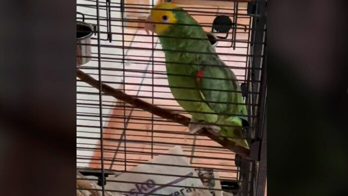 periquito periquito