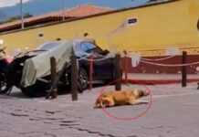 Perrito muestra sus dotes de actor para llamar atención de turistas perrito