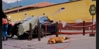 Perrito muestra sus dotes de actor para llamar atención de turistas perrito