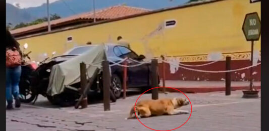 perrito