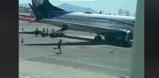 Perrito se vuelve viral por armar persecución en pista de aterrizaje