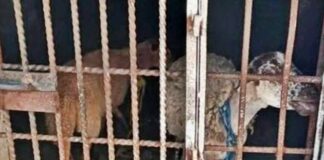 Borreguitos van a prisión por comer pasto ajeno en Oaxaca