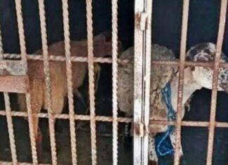 Borreguitos van a prisión por comer pasto ajeno en Oaxaca