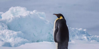 Alertan por severo riesgo de extinción del pingüino emperador El creciente turismo y pesca en la Antártida también ponen en riesgo el desarrollo del emperador al afectar el krill.