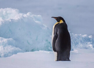 Alertan por severo riesgo de extinción del pingüino emperador El creciente turismo y pesca en la Antártida también ponen en riesgo el desarrollo del emperador al afectar el krill.