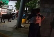 ¡Olé! Captan a toro en calles de Umán, Yucatán