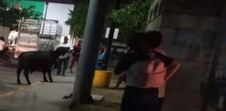 ¡Olé! Captan a toro en calles de Umán, Yucatán