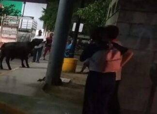 ¡Olé! Captan a toro en calles de Umán, Yucatán