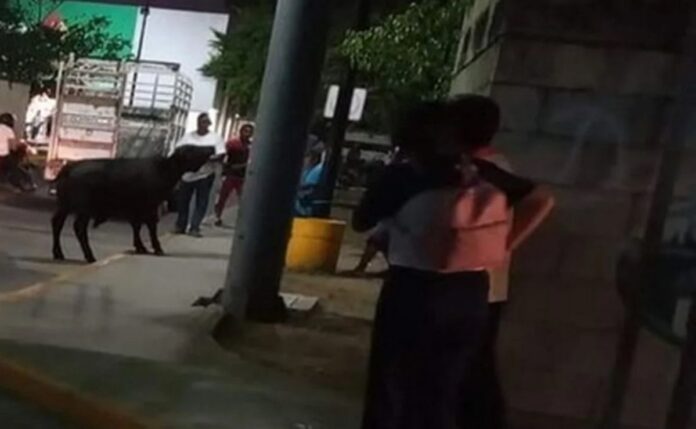 torito_calles_yucatan