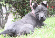 Bienestar Animal rescata a 2 perros víctimas de maltrato Bienestar