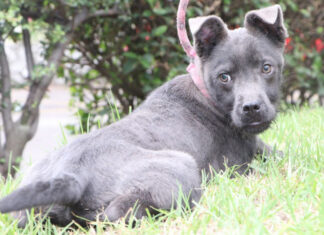 Bienestar Animal rescata a 2 perros víctimas de maltrato Bienestar