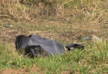 Cuerpos embolsados son cada vez más frecuentes en Totimehuacán Cuerpos